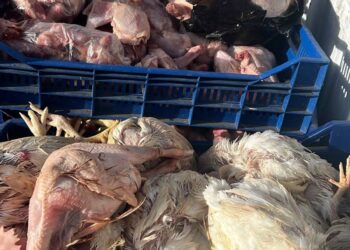 ضبط 42 طنًا من مُصنعات اللحوم والأحشاء والرؤوس الحيوانية والدواجن الفاسدة بالجيزة