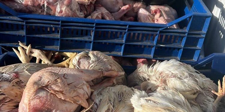 ضبط 42 طنًا من مُصنعات اللحوم والأحشاء والرؤوس الحيوانية والدواجن الفاسدة بالجيزة