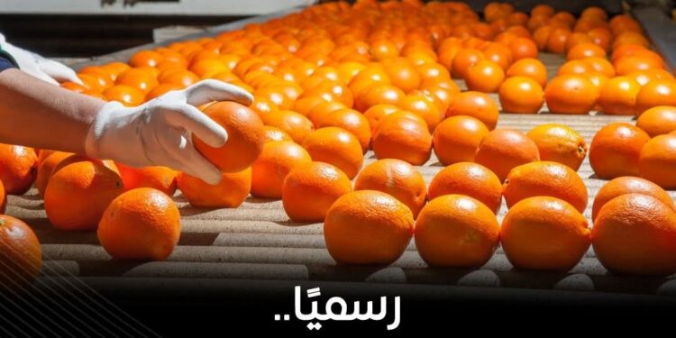 مصر تفتح السوق البنمي أمام صادرات الموالح لأول مرة   