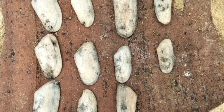 اكتشاف مبنى أثري من القرن الخامس الميلادي بالبحيرة يكشف ملامح بدايات الرهبنة القبطية