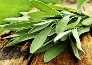 10 فوائد لعشبة المرمرية تعزز صحتك وتحمي جسمك من الأمراض