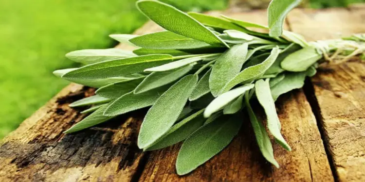 10 فوائد لعشبة المرمرية تعزز صحتك وتحمي جسمك من الأمراض