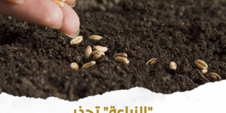 تحذير عاجل من الزراعة: التقاوي المجهولة تغزو الأسواق وإجراءات حاسمة لحماية المزارعين والأمن الغذائي