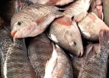 إنتاج 14 طن أسماك بمحطات الجهاز.. دفعة جديدة لدعم الأمن الغذائي وتنمية الثروة السمكية