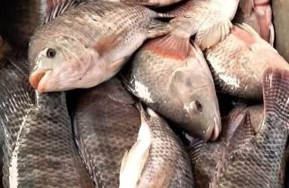 إنتاج 14 طن أسماك بمحطات الجهاز.. دفعة جديدة لدعم الأمن الغذائي وتنمية الثروة السمكية