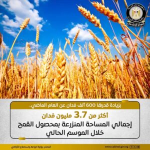 قفزة نوعية في إنتاج القمح بمصر: 3.7 مليون فدان خلال الموسم الحالى
