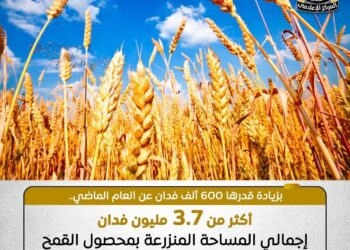 قفزة نوعية في إنتاج القمح بمصر: 3.7 مليون فدان خلال الموسم الحالى