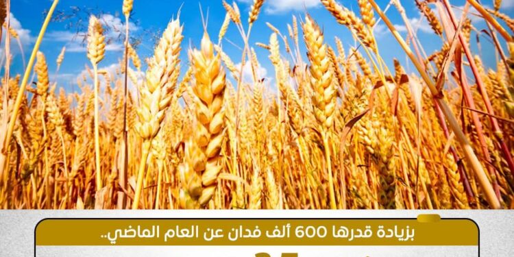 قفزة نوعية في إنتاج القمح بمصر: 3.7 مليون فدان خلال الموسم الحالى