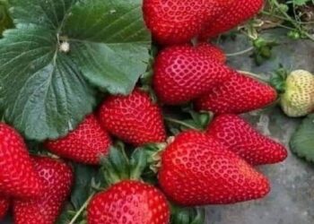 الفراولة المصرية مسرطنة… مجلس الوزراء يكشف الحقيقة