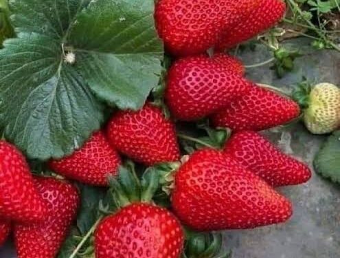 الفراولة المصرية مسرطنة… مجلس الوزراء يكشف الحقيقة