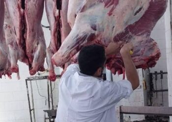وزارة الزراعة: ذبح ٧٦٨١ أضحية بالمجازر الحكومية مجاناً في ثالث أيام العيد والإجمالي يصل لـ ٢٩٥٧٢ خلال ٣ أيام