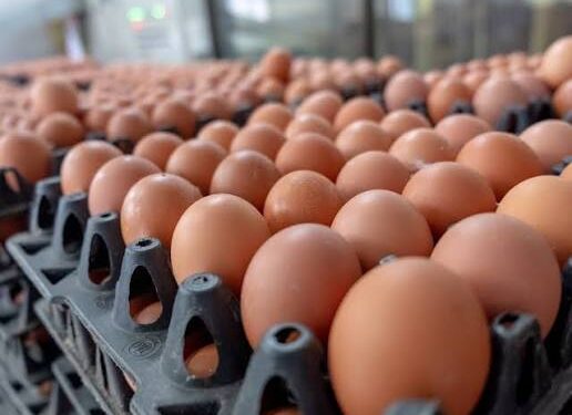 زيادة جديدة في أسعار البيض اليوم.. تعرف على سعر الكرتونة
